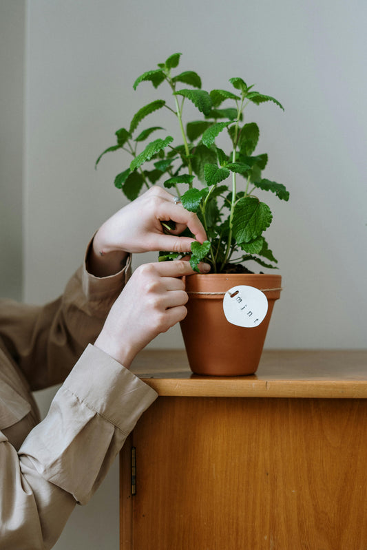 Juni-Genuss mit gutem Gefühl: Unsere liebsten Feel-Good-Lebensmittel für Körper & Seele