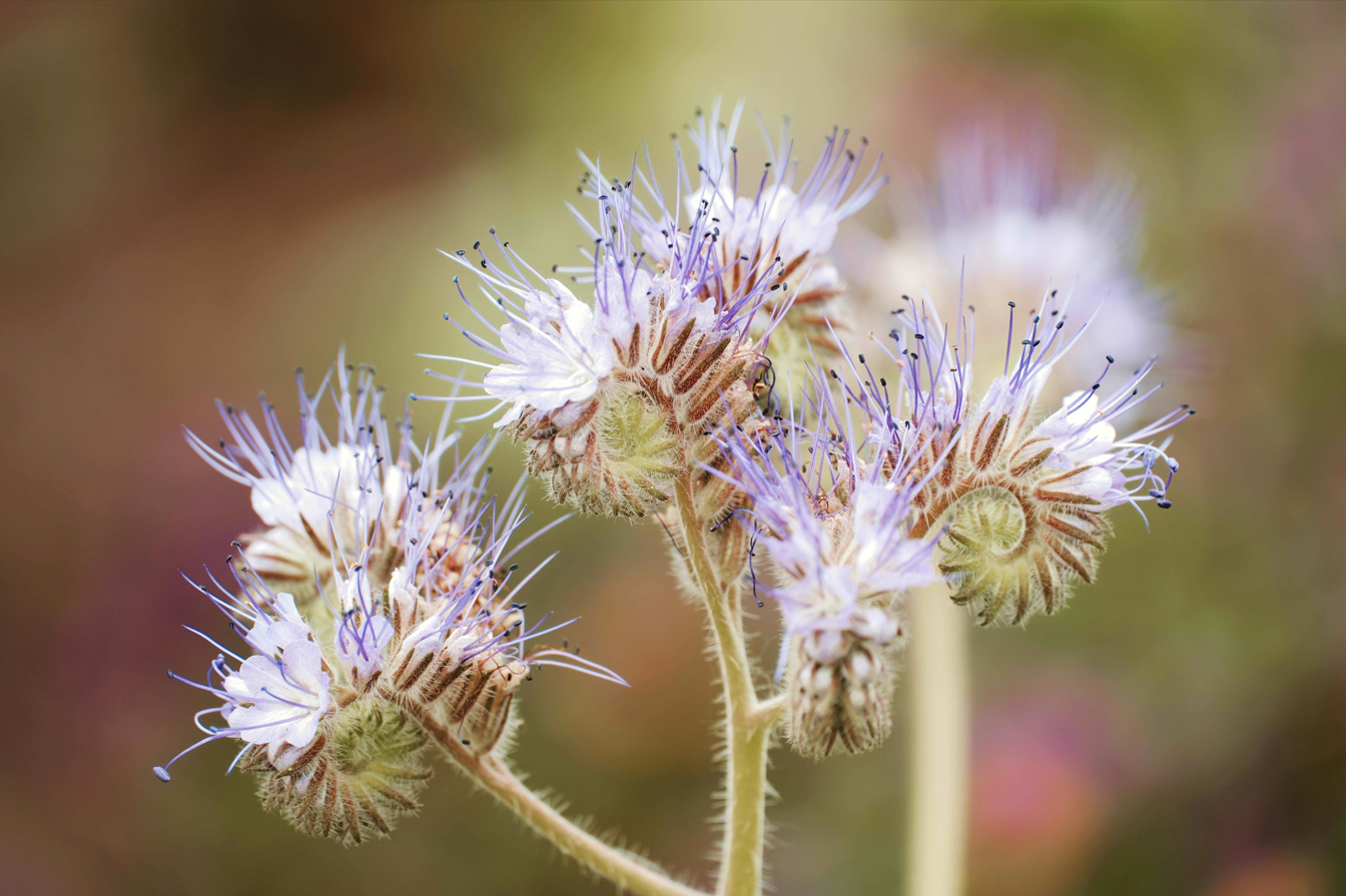 Abnehmen mit Bachblüten: Die natürliche Methode für effektiven Gewichtsverlust