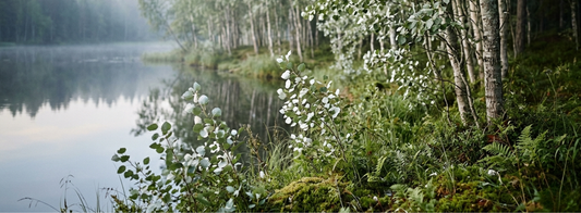 Aspen – Bachblüte Nr. 2: Was steckt hinter der Angst ohne Grund?