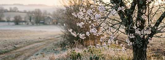 Cherry Plum – Bachblüte Nr. 6: Was tun, wenn die Gefühle drohen zu überlaufen?