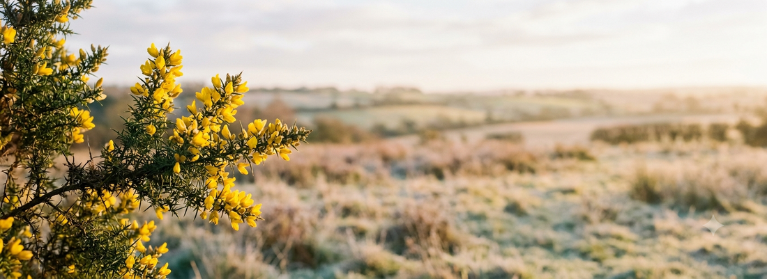 Gorse – Bachblüte Nr. 13: die Hoffnungsblüte bei tiefer Hoffnungslosigkeit