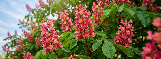 Red Chestnut – Bachblüte Nr. 25: Wenn Sorge um andere zur Last wird