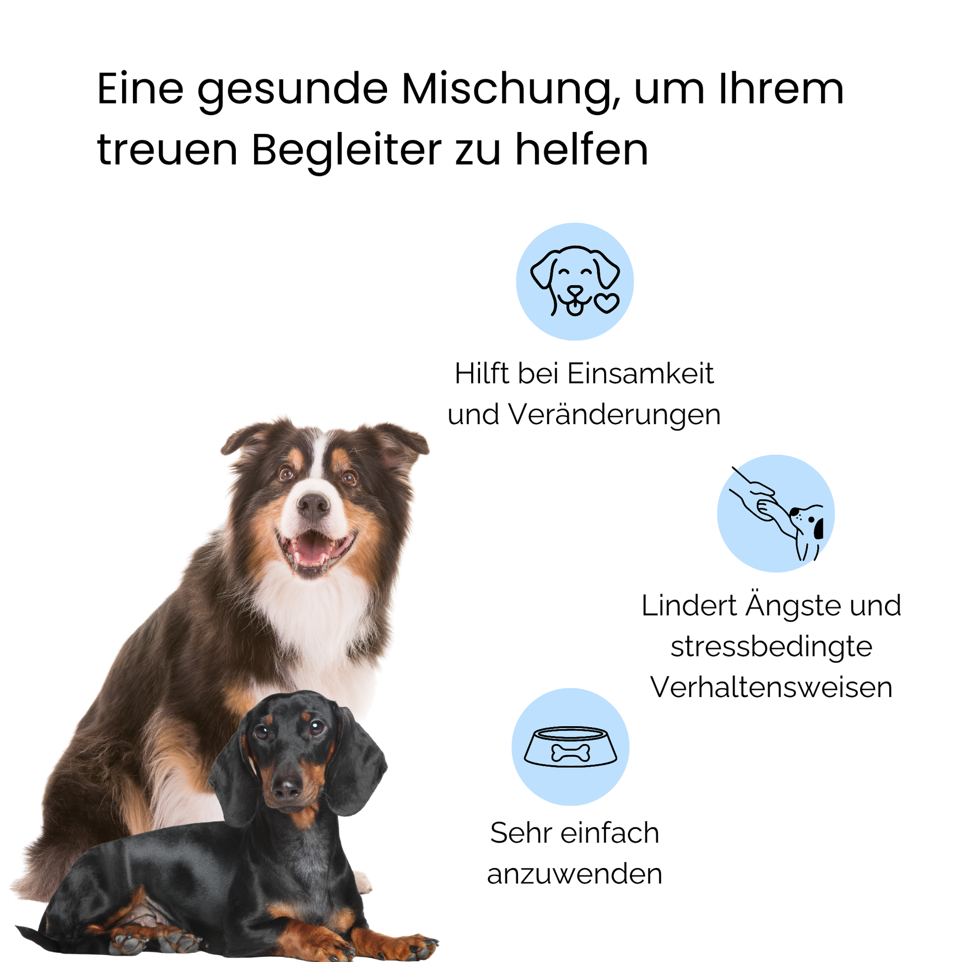Australian Shepherd und Dackel glucklich zusammen Caldelia Bachbluten Gelassenheit hilft bei Einsamkeit Angst Stress einfache Anwendung
