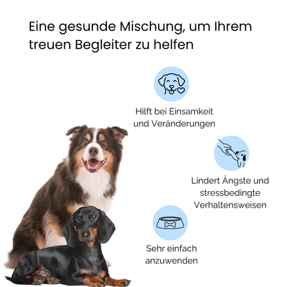 Australian Shepherd und Dackel glucklich zusammen Caldelia Bachbluten Gelassenheit hilft bei Einsamkeit Angst Stress einfache Anwendung