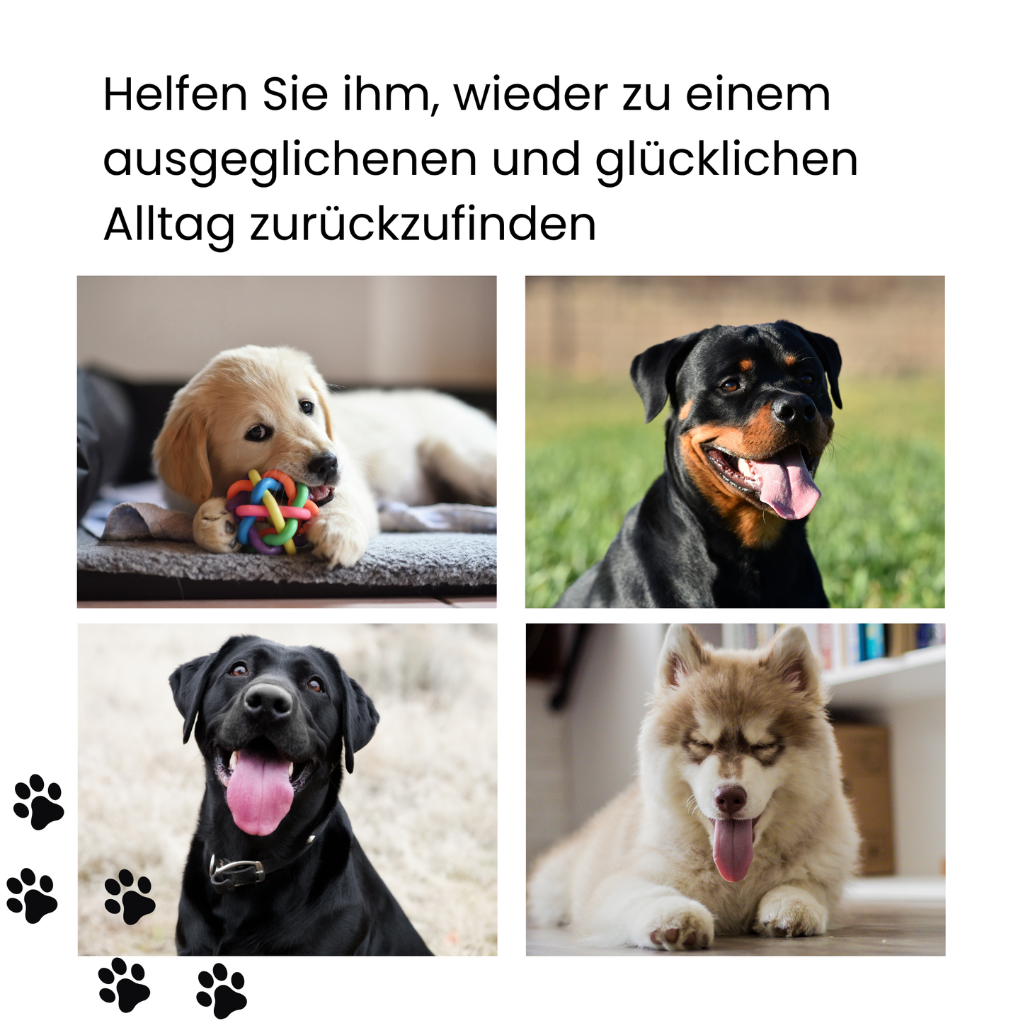 ier verschiedene Hunderassen glucklich entspannt nach Caldelia Bachbluten Gelassenheit Tropfen Welpe Golden Retriever Rottweiler Labrador Husky ausgeglichener Alltag