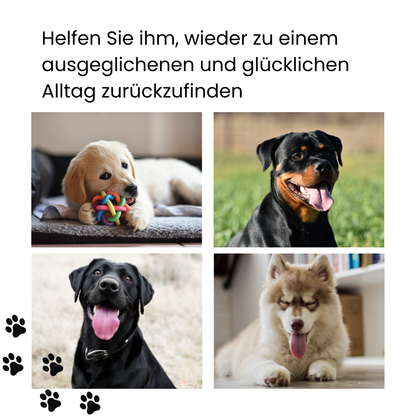 ier verschiedene Hunderassen glucklich entspannt nach Caldelia Bachbluten Gelassenheit Tropfen Welpe Golden Retriever Rottweiler Labrador Husky ausgeglichener Alltag