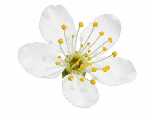 Cherry Plum Bachblüte Nr. 6, Bestandteil der Bachblüten-Mischung Menopause, für mehr innere Ruhe und Gelassenheit