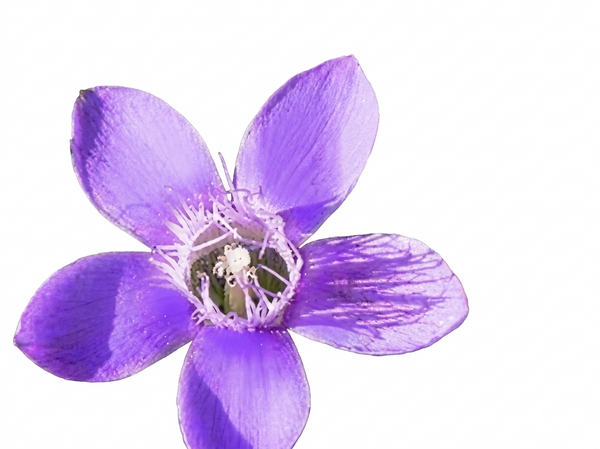 Gentian Bachblüte Nr. 12 in der Bachblüten-Mischung zum Abnehmen, stärkt den Mut nach Rückschlägen bei der Diät