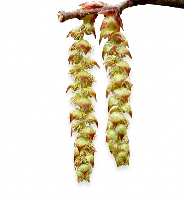 Hornbeam Bachblüte Nr. 17, Teil der Bachblüten-Mischung Abnehmen, gegen Müdigkeit und mangelnde Motivation