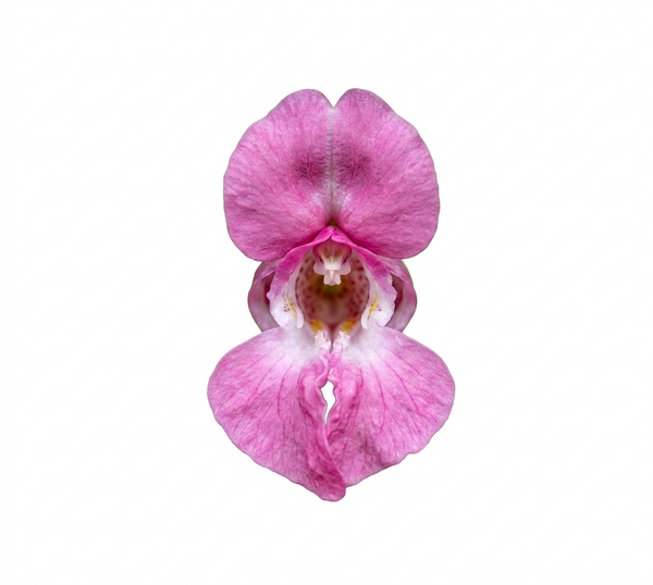 Impatiens Bachblüte Nr. 18 in der Bachblüten-Mischung zum Abnehmen, fördert Geduld bei der Gewichtsabnahme