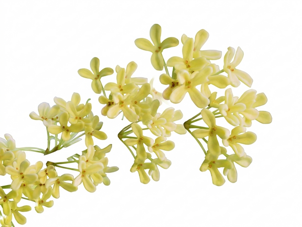 Olive Bachblüte Nr. 23, Teil der Bachblüten-Mischung Wechseljahre, bei Müdigkeit und Erschöpfung