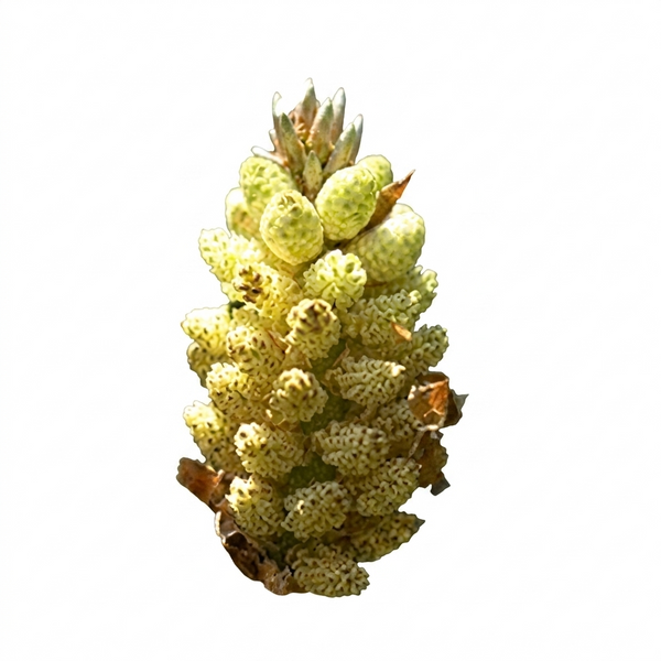 Pine Bachblüte Nr. 24, Bestandteil der Bachblüten-Mischung Abnehmen, lindert Schuldgefühle nach dem Essen