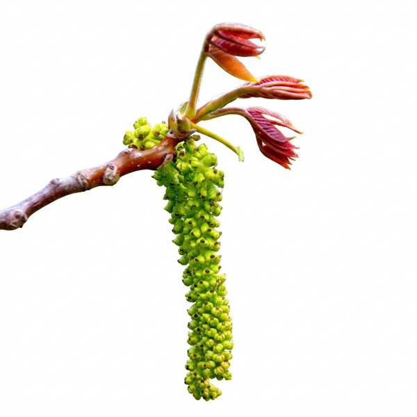 Walnuss Bachblüte Nr. 33, Bestandteil der Bachblüten-Mischung für die Wechseljahre, begleitet Veränderungen und Übergänge