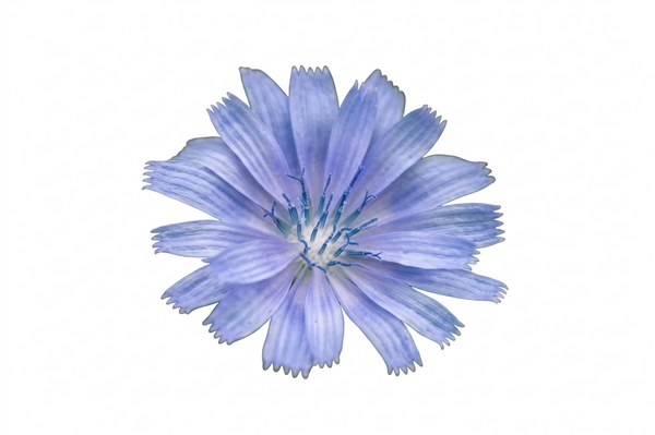 Chicory Bachblüte Nr. 8, Bestandteil der Bachblüten-Mischung zum Abnehmen, hilft bei emotionalem Essen und Bedürftigkeit